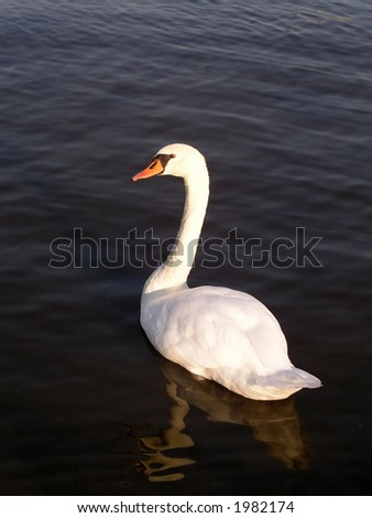 White swan floating on dark river