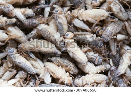 Acheta domesticus. Frozen feed house cricket. Background