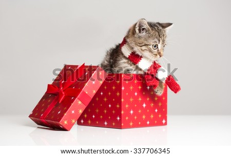 Similar – Image, Stock Photo cat inside a christmas gift box with lights