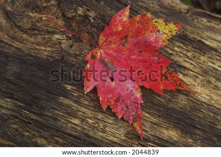 Red Maple Leaf on log