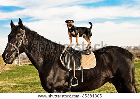 small dog ride a black horse, sunny autumn day