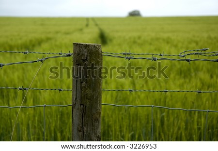 Fence post by green field of corn