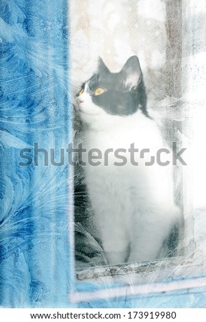 cat sits in the winter window and looks at the top