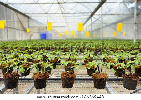 Tomato cultivation : cultured seedlings