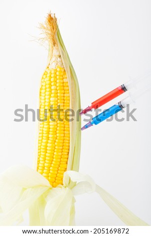 corn cob and syringe / GM maize