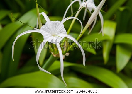 White lily flowers in a garden ; Spider Lily