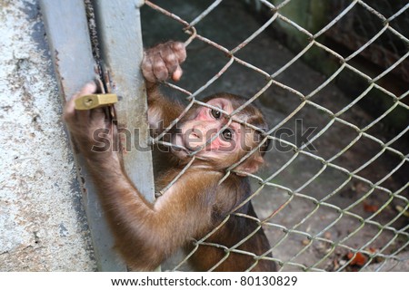 A monkey sits in a zoo behind bars.