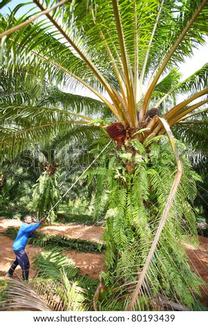 Man working in the palm oil gardent .