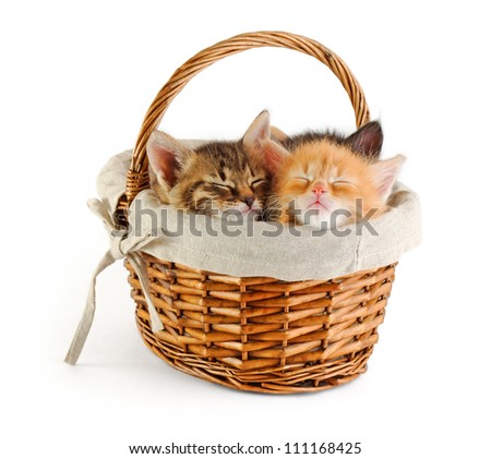 tiny kittens sleeping in basket, isolated on white