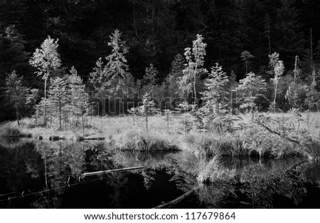 deep dark lake in forest, black and white