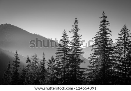 far mountains with spruces on foreground, black and white