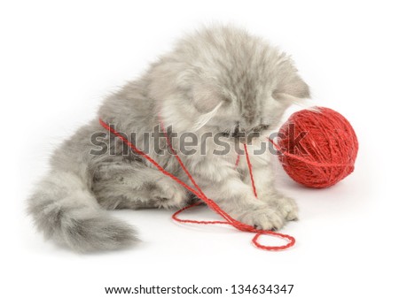 british longhair kitten playing with red clew, over white background