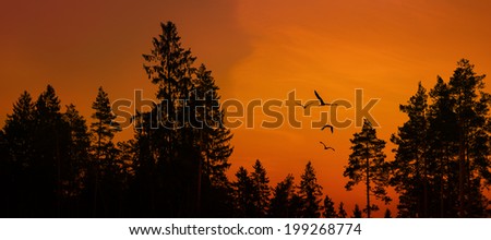 group of fowl birds flying on sunset over the forest