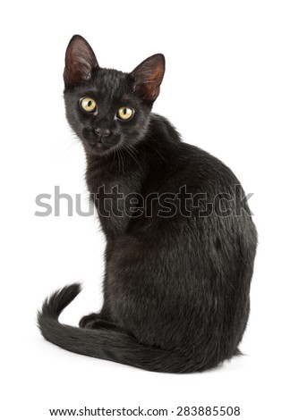 black cat looks around