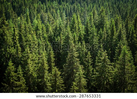 green spruce forest, view from above