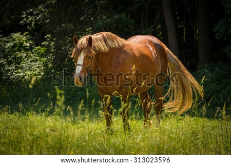 horse on the green meadow wagging her tail