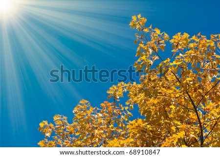 yellow autumn oak (Quercus) tops under blue sky and sunbeams