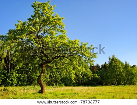 Strong Young Oak Tree In Meadow Near The Wood Stock Photo 78736777 ...