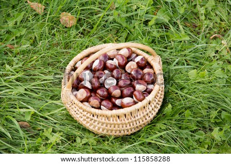 Hamper of conkers (chestnuts) on the autumn field