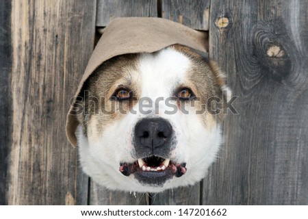 A dog's head in a hole in a wooden fence with open mouth looking at camera