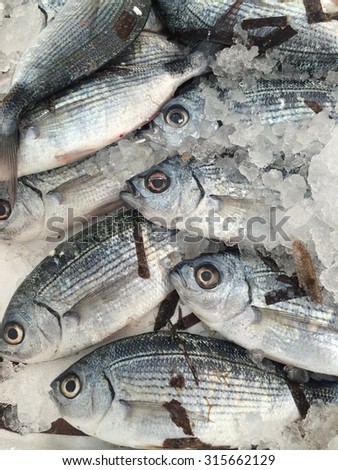 Close-up group of fresh silver fish in the ice. Saddled sea bream