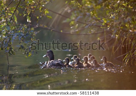 Image of wild duck with a group of young ducklings. Floats down the river under the leaves of trees. Photos and when the contrast is made against the sun.