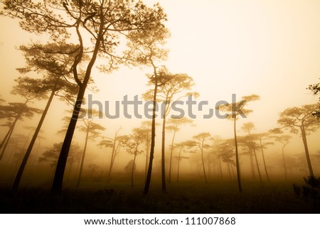 Pine forest in the mist, Thailand National Park