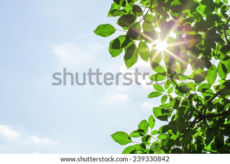 Green leaf over rays of light and blue sky