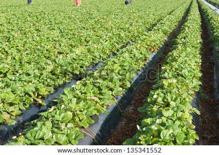 Rows of strawberry fields with people in background picking strawberries
