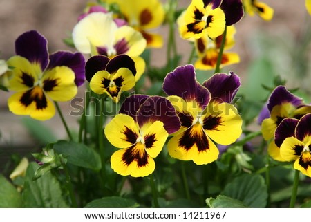 Yellow-Violet Pansy Close-Up Stock Photo 14211967 : Shutterstock
