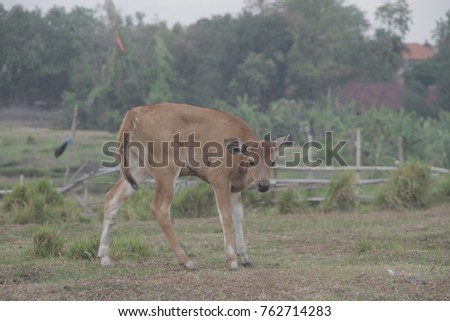 Cute Baby Cow Looking For Food Ez Canvas