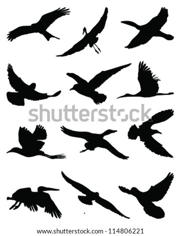 Silhouettes Of Birds In Flight-Vector - 114806221 : Shutterstock