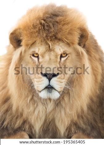 Portrait of a majestic lion crowned with mane