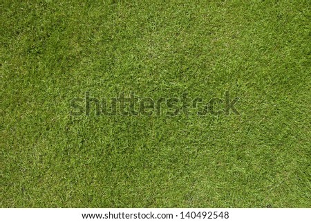 High quality green weed free close cut grass lawn