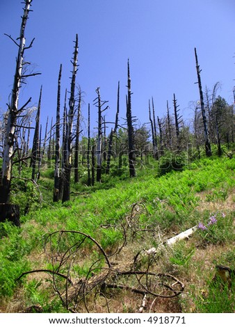 Burnt trees in recovering forest