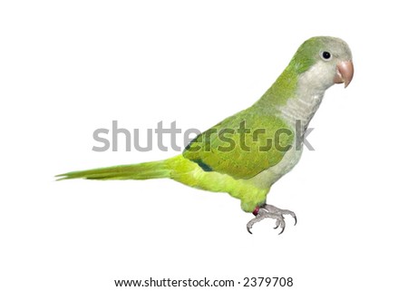 a little parrot isolated on a white background