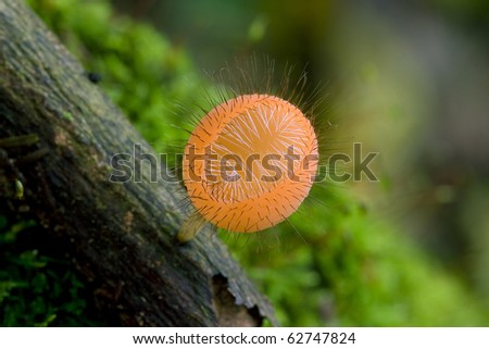 Wild mushrooms with unusual flower shapes and colors in order to lure insects.