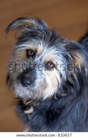 Close up of hairy dog looking at camera with ears pricked
