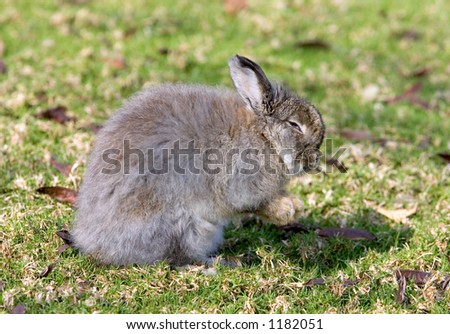 Very fluffy, furry, cute and grey bunny rabbit in a grassy field with funny look on his face