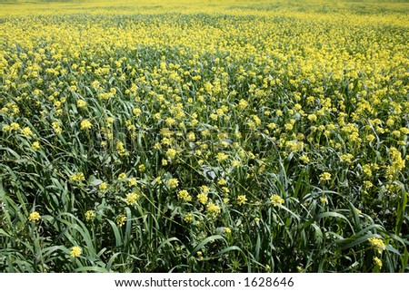 Rows and rows of mustard flowers as far as the eye can see in a big yellow field