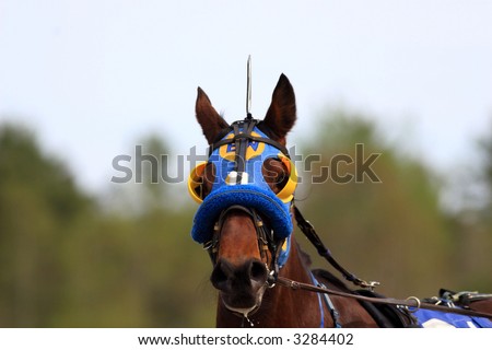 Harness Racing Horse Head Close-up