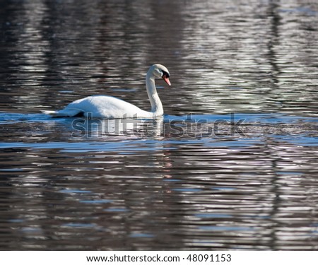 Swan Swimming in a River