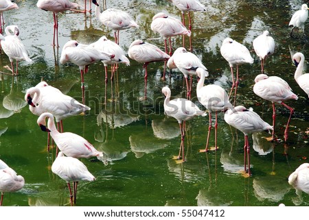 A view of a group of flamingo feeding on small fishes by the lake