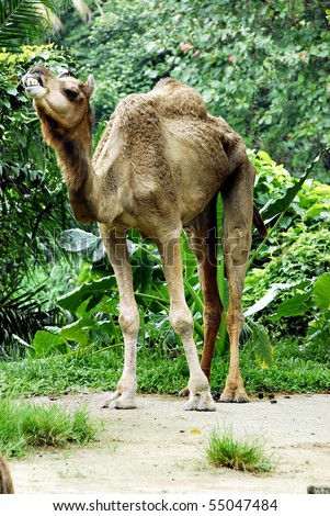A view of an angry camel making a noisy call to the zoo keeper