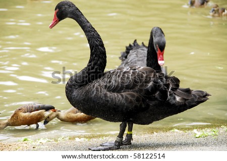 a view of black swan by the lake