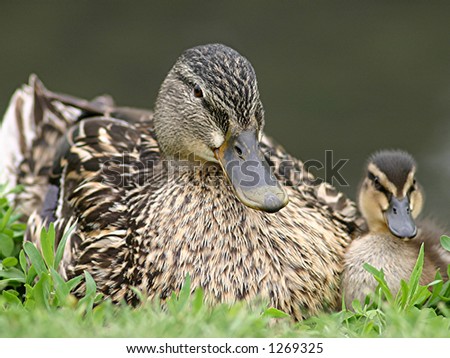 Mom & Baby Duck