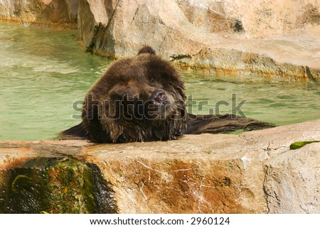 Big Brown Bear resting on a rock