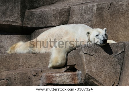 Polar bear laying flat out on his stomach on top of a rock