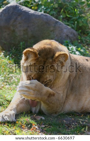 Female Lion playing hide and seek with tongue sticking out