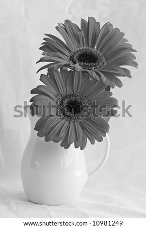 black and white Gerber Daisy in a white delicate vase